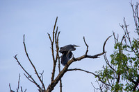 Heron-G.Blue in tree
