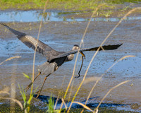 Heron-G.Blue with snake