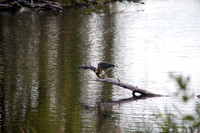 IMG_1499RNWR