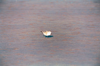 Dunlin?