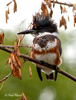 Kingfisher