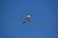 Loggerhead Shrike