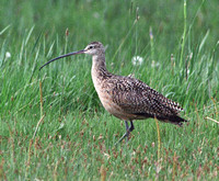 Long-billed Curlew