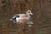 Duck-American Wigeon