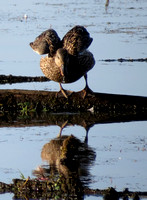 Duck-Blue-winged Teal