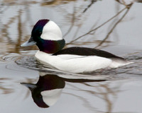 Duck-Bufflehead