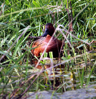 Duck-Cinnamon Teal