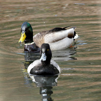 Duck-Greater Scaup