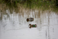 IMG_1543ridge.nwr.vr