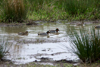 Duck-Green-winged Teal
