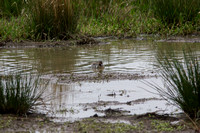 IMG_1573ridge.nwr.vr