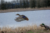 Duck-Mallard