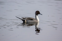 IMG_1210