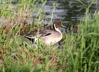 Duck-Northern Pintail