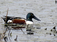 Duck-Northern Shoveler