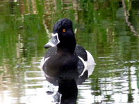 Duck-Ring-necked