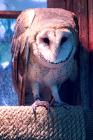 Owls-Barn