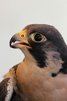 Paragren Falcon
