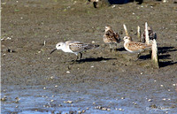 Sanderling?