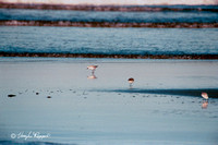 Sandpipers004