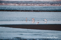 Sandpipers005