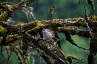 Sparrow-White Crowned