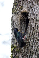 Starlings