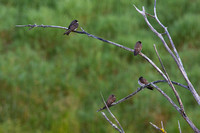 Swallow-Nor.Rough-wing
