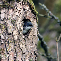 Swallow-Tree
