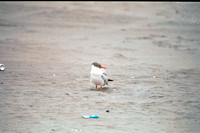 Caspian Tern alone 023