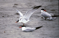 Caspian Terns