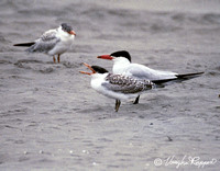 Caspian Terns3