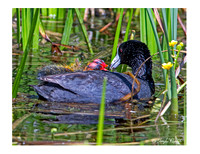 allCoots&chicks