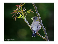 All Evening Grosbeaks