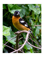 All Blackheaded Grosbeaks