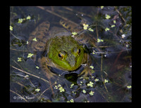 Frogface & all frogs 8x10