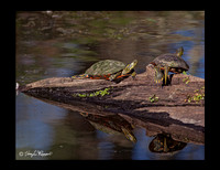 IMG_0001 More Turtles 8x10