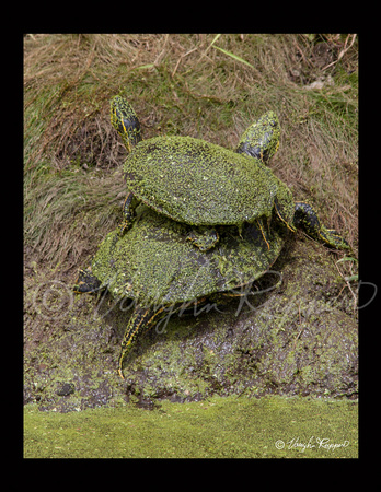 IMG_1143 more Turtles 8x10