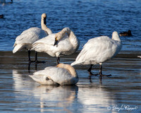 Tundra Swans