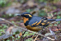 Varied Thrush