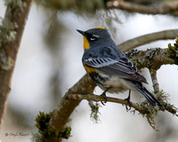 Warbler-Audubon's