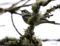 Warbler-Yellow-rumped