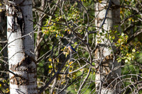 Western Bluebird