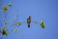 Western Kingbird