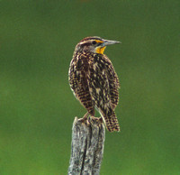 Western Meadowlark