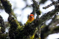 Western Tanager