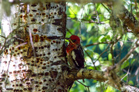 Woodpecker Red-breasted Sapsucker
