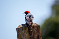 Woodpecker-Acorn