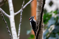 Woodpecker-Downy