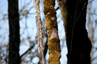 Woodpecker-Hairy